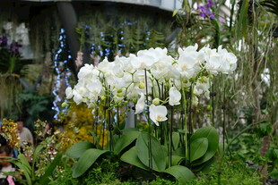 花园中绽放的白色兰花