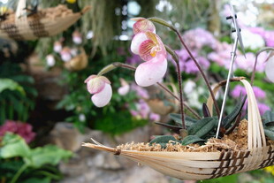 优雅兰花盆栽 绽放自然美