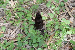 枯叶上的黑蝴蝶