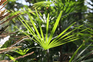 翠绿棕竹叶片特写