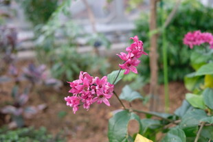 娇艳三角梅绽放