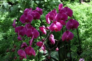 艳丽紫兰绽放于绿野