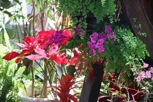 多彩盆栽花卉展示