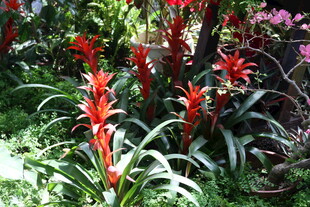 艳丽红色凤梨花绽放