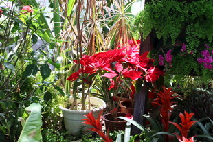 多彩花卉装点的美丽花园