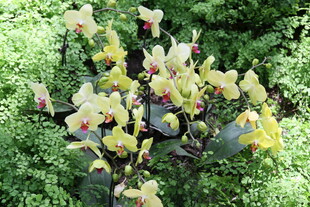 多彩花卉绽放于绿意间