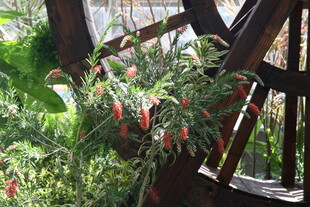 复古木轮旁的繁茂绿植