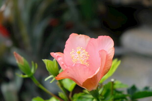 娇艳绽放的粉色木槿花