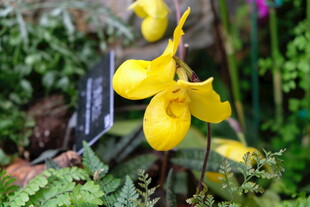 黄色兜兰花绽放美景