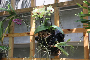 悬挂的多彩兰花盆栽