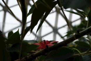 温室中绽放的艳丽花朵