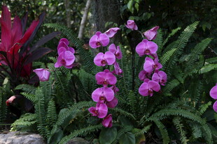 娇艳紫色兰花绽放于绿植间