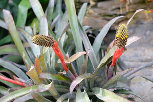 色彩鲜艳的凤梨科植物