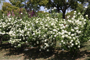 盛开的白色花丛