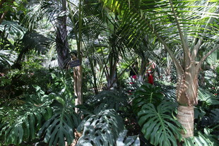 热带雨林繁茂绿植景观