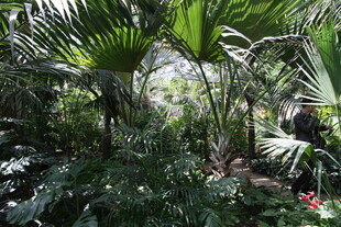 繁茂热带植物景观