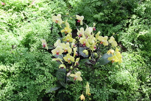 绿叶丛中的多彩植物