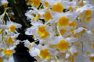 黄白相间美丽兰花绽放