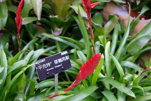 红蝎尾蕉植物展示
