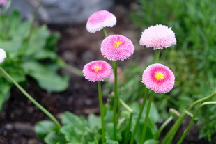 粉色雏菊绽放于绿意间