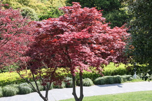 庭院中的艳丽红枫树