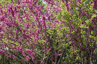 繁花盛开的绚烂植物景观