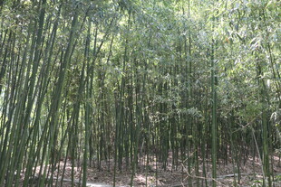 翠绿竹林 自然清新景致