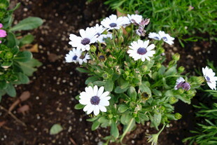 白色雏菊绽放于泥土间