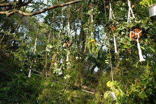 茂密树林中的自然景致