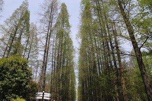 挺拔杉树林立的自然景致