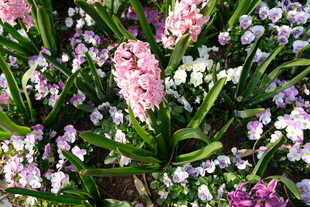 缤纷风信子绽放美景