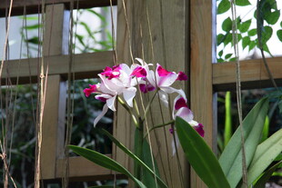 娇艳兰花开于木栏旁