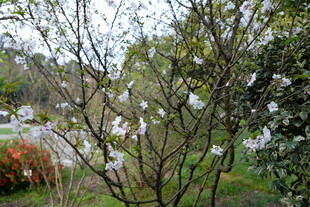 春日繁花盛开的园林景色