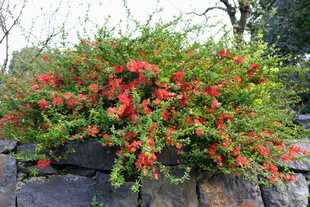 岩石上绽放的艳丽花丛