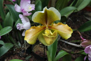 黄色兜兰绽放美丽瞬间