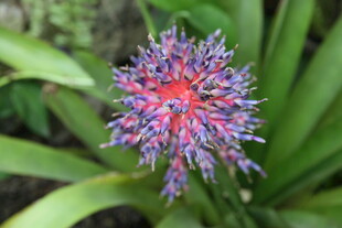 绚丽多彩的奇特花卉