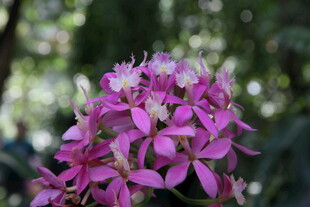 娇艳粉色小花绽放