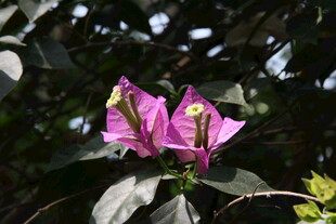 娇艳三角梅绽放