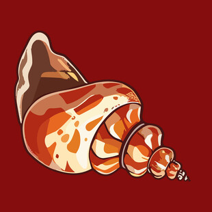 手绘多彩海螺图案