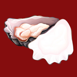 打开的贝壳展示珍珠