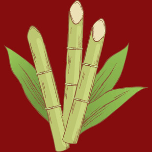 三根鲜嫩甘蔗插画