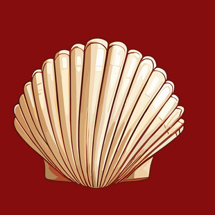 精美扇贝贝壳展示