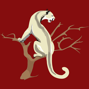 树上的白色神秘灵猫