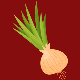 一颗新鲜的洋葱插画