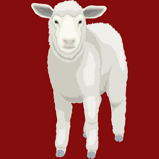 站立的白色小羊羔