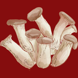 新鲜杏鲍菇插画