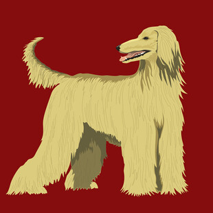 优雅长毛犬尽显独特风采