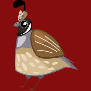 卡通风格的鹌鹑形象