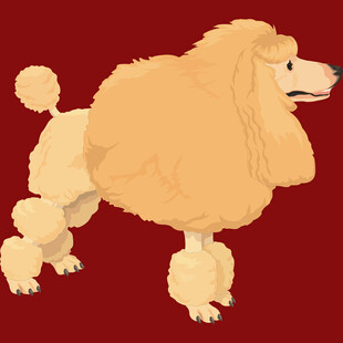可爱贵宾犬插画