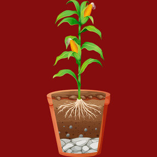 盆栽植物根系生长示意图